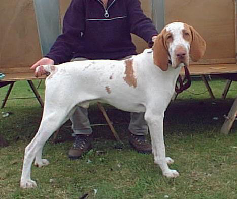 Rubber Ball Man of Sentling
Sire :- Caruso
Dam :- Dk & An Ch Daria
BREEDER :- Mrs A.C. Surucka 
OWNER :- Mr L. & Mrs A Shevills
See Stud dogs