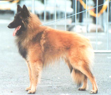 Myrte du Bois du Tôt
Sire - R.e. Femto du Bis du Tôt
Dam - s.r. Izy du Crepuscule des Loups