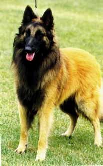 CHAMPION CORSINI LYSANDER
Sire:-MAGNUM DE LA CLARIERE AUX LOUVES(IMP)
Dam:-LAUREN DE CONDIVICNUM AT CORSINI (IMP)
Breeder:-MS.A McLAREN
Owner:-A.MAGUIRE/A.McLAREN