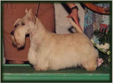 Am., Ger., Int'l Ch. Arabella's Olympic Gold,
Sire:- Ger. & Int'l Ch. Mikkel
Dam:- Ger. & Int'l Ch. Arabella's Cinderella
Breeder :- Martina Kuhlmey
Owner :- Cindy Cooke
see 
