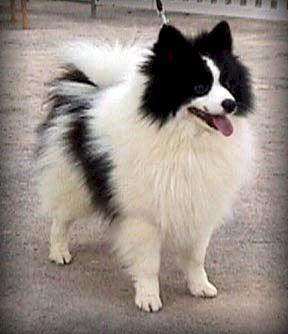 irish spitz